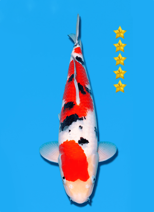 Japanse koi Ogata Sanke Sakai Yonsai 41 cm Male