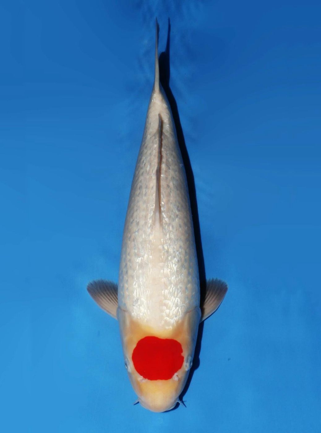 Japanse koi Dainichi Ginrin Kohaku XGinrin Rokusai + 50 cm Male