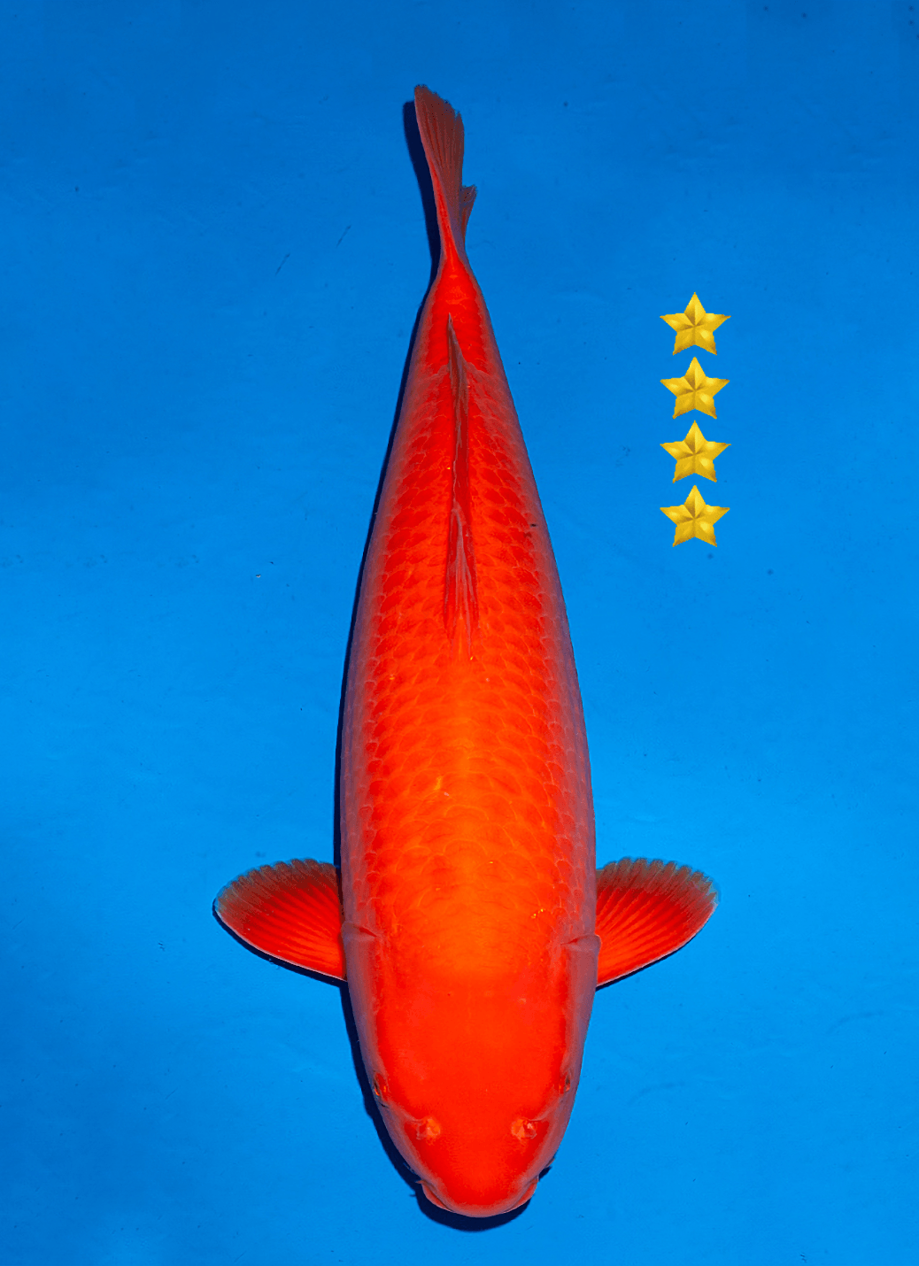 Japanse koi Ogata Taiho  Benigoi Nisai 66cm