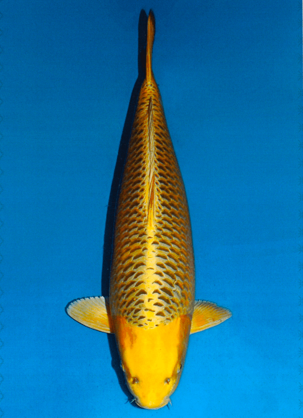 Japanse koi Dainichi Kin Matsuba Botan Rokusai + 70 cm Female