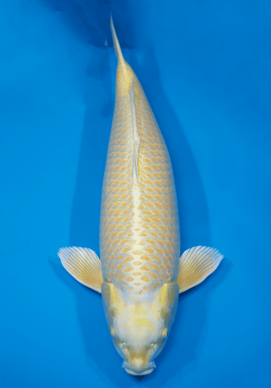 Japanse koi Ogata Yamabuki Ogon Izumiya Rokusai + 84 cm Female