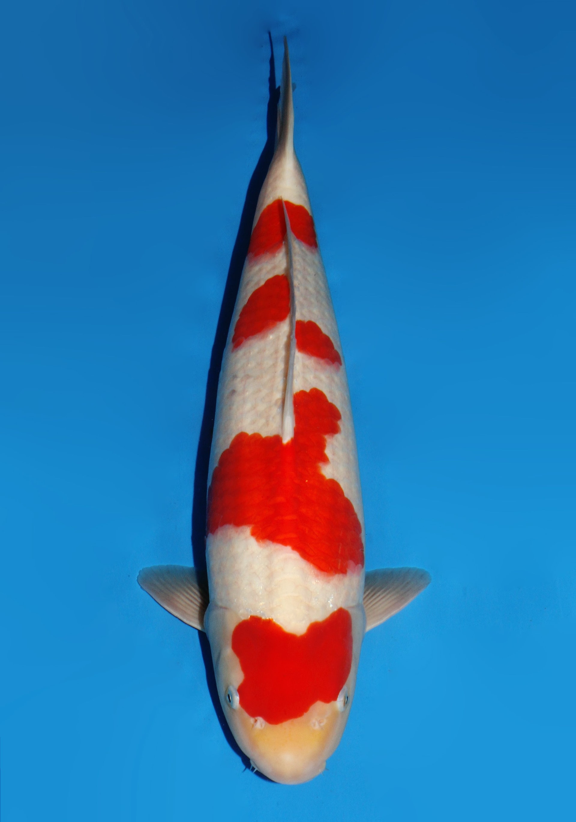 Japanse koi Dainichi Kohaku Gosai 50 cm Male