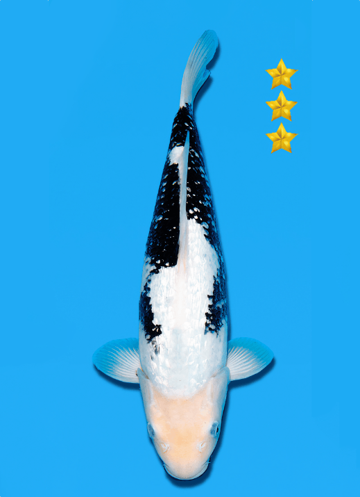 Japanse koi Ogata Ginrin Matsukawabake Izumiya Yonsai 33 cm Female