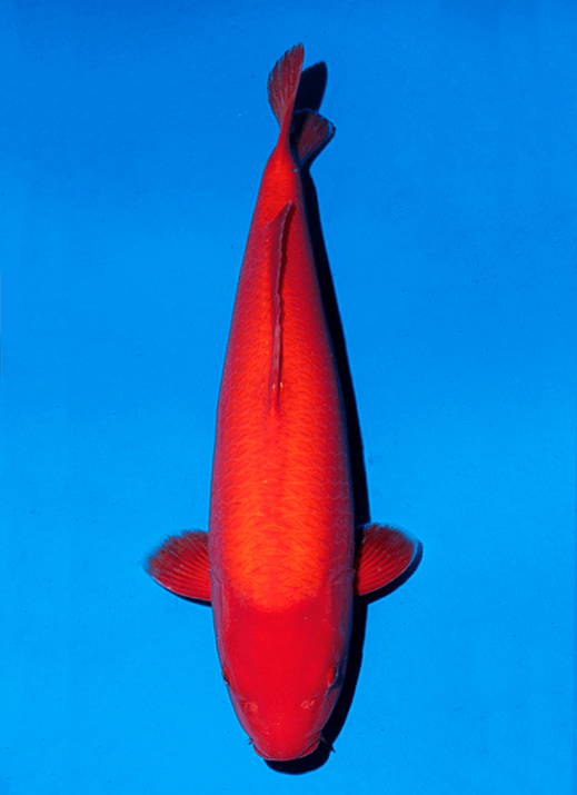 Japanse koi Ogata Benigoi Taiho Rokusai + 51 cm Female