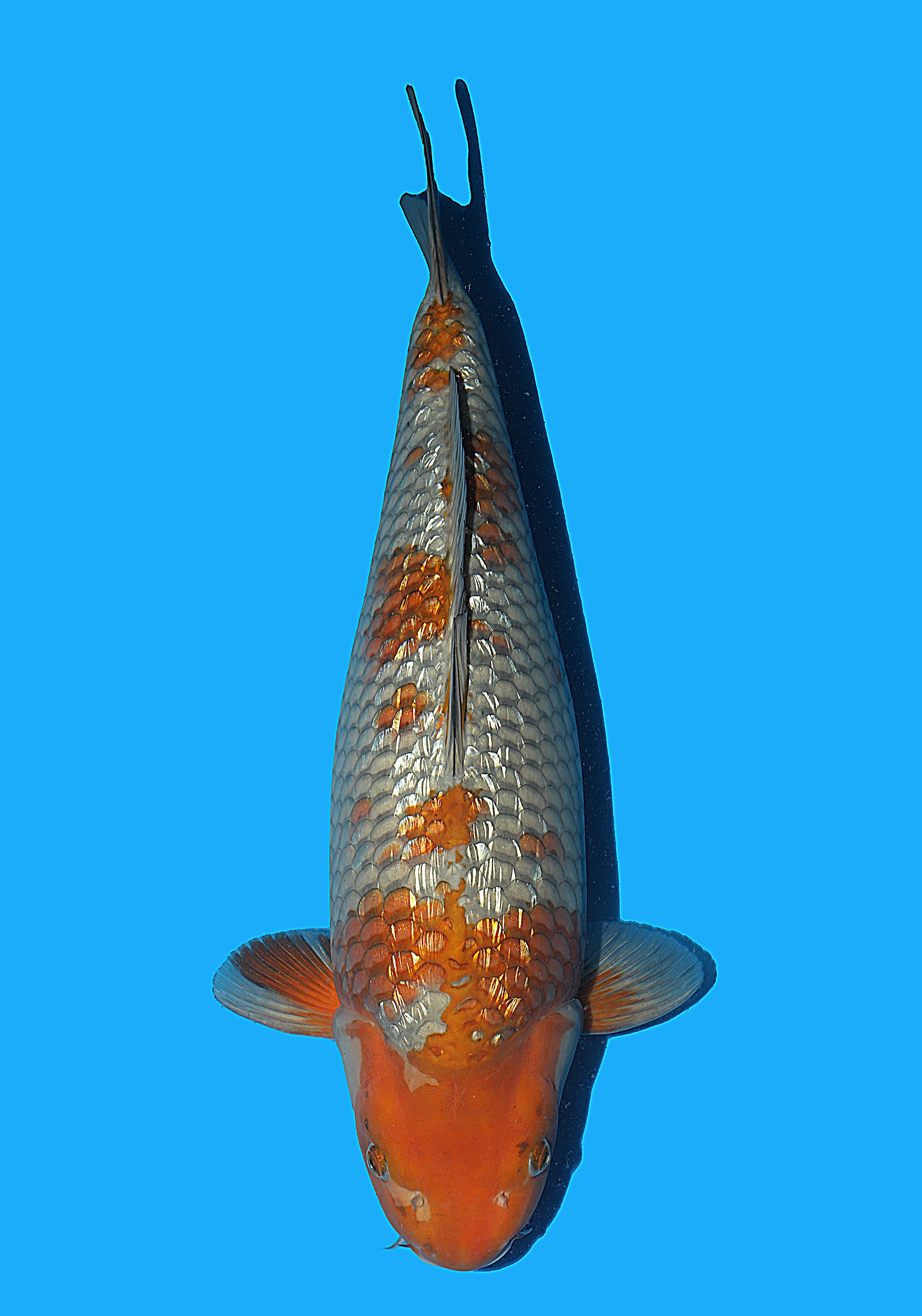 Japanse koi Hiroi Ginrin Ochiba Rokusai + 50 cm Female