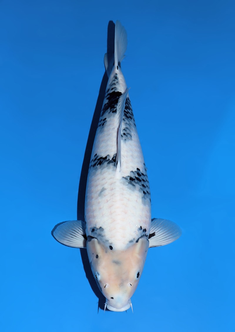 Japanse koi te koop Omosako Shiro-utsuri X-1 Nisai 63 cm Female
