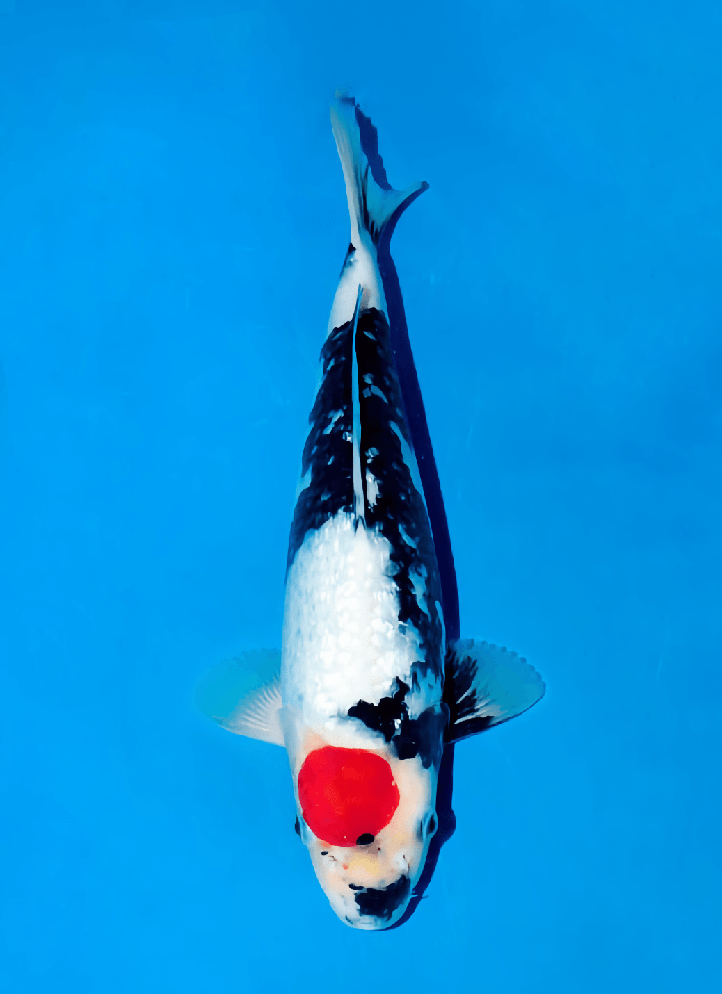 Japanse koi Ogata Ginrin Showa Isa Gosai 26 cm Unknown