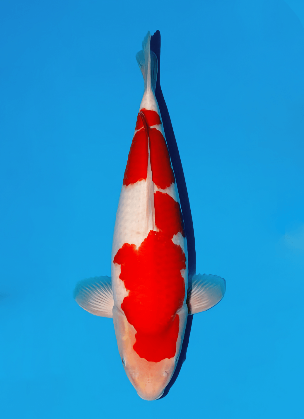 Japanse koi Momotaro Kamuy  Kohaku Tosai 42cm