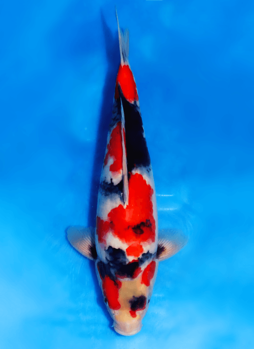 Japanse koi Sekiguchi Showa Gosai 40 cm Female