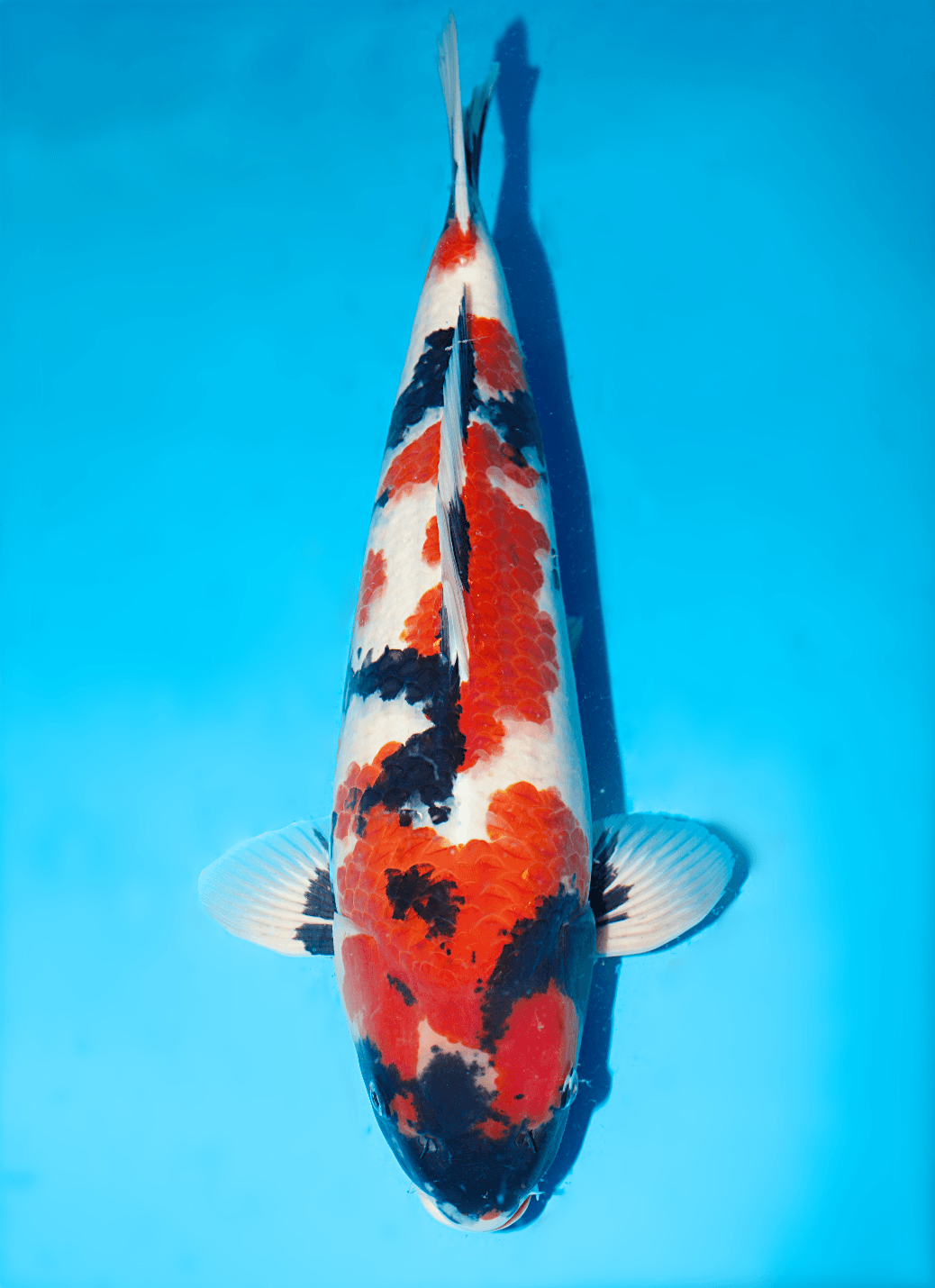 Japanse koi Isa Showa Nisai 53 cm Male