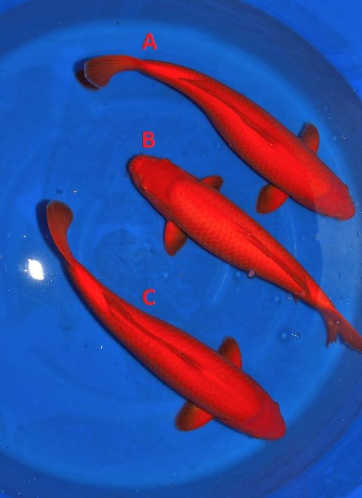 Japanse koi Ogata Benigoi Taiho Rokusai + 60 cm Female