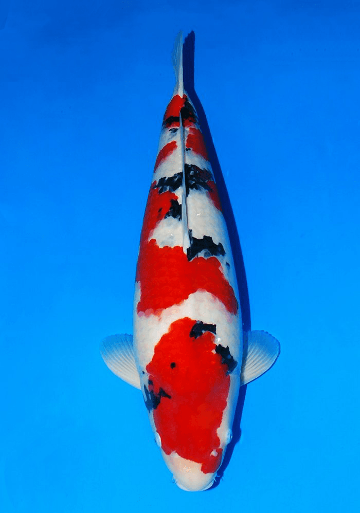 Japanse koi Sakai Fish Farm   Sanke Gosai 85cm
