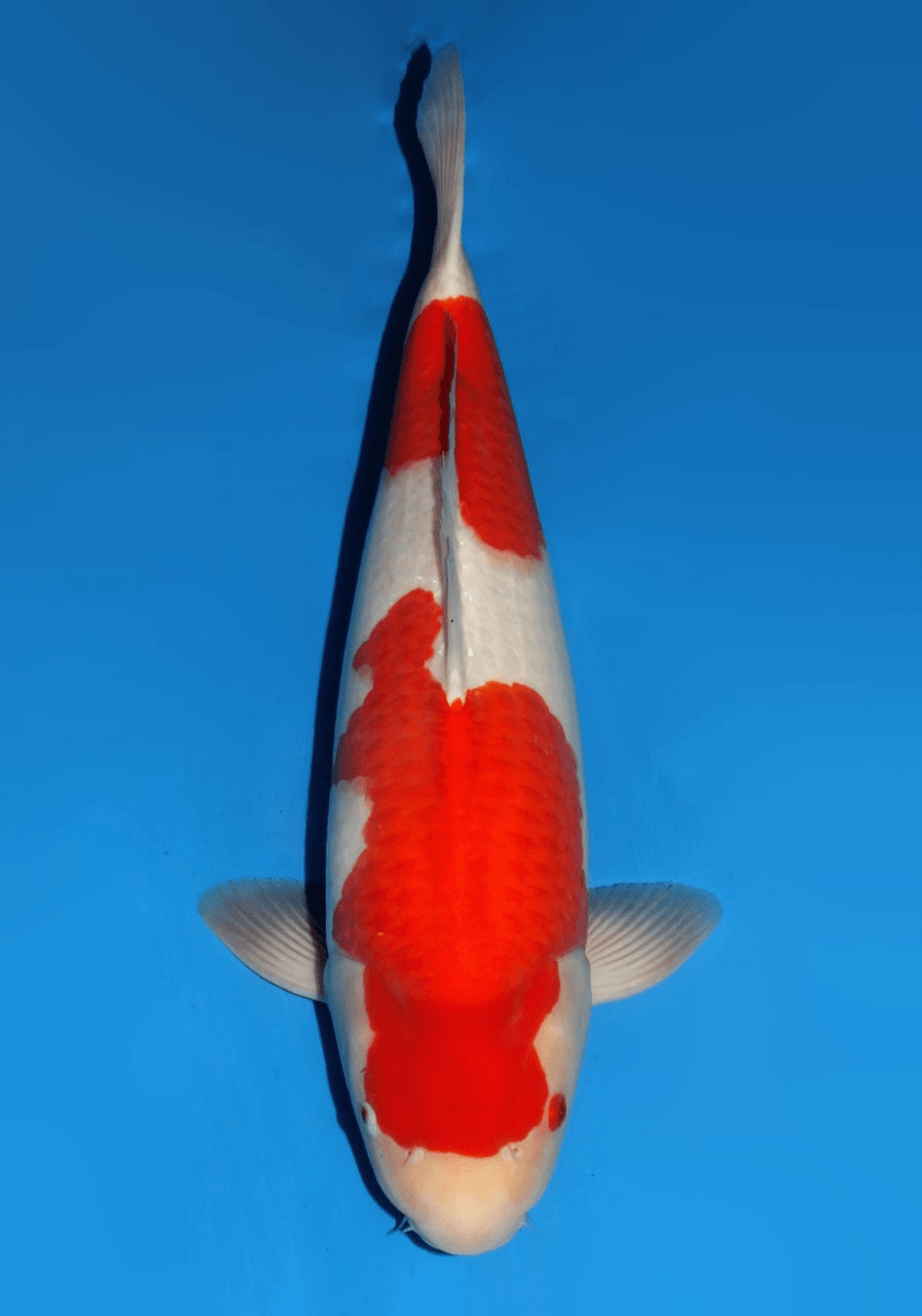 Japanse koi Dainichi Kohaku Gosai 57 cm Male