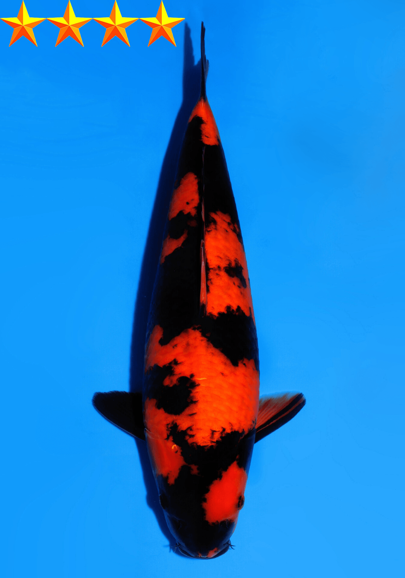 Japanse koi Dainichi Hi-utsuri MonaLisa Sansai 38 cm Female