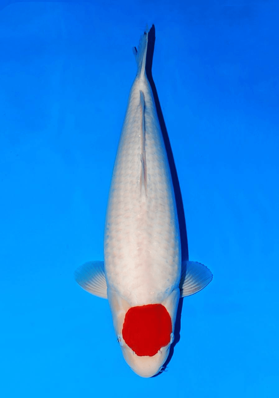 Japanse koi Sakai Fish Farm Beauty Japan  Sanke Sansai 80cm