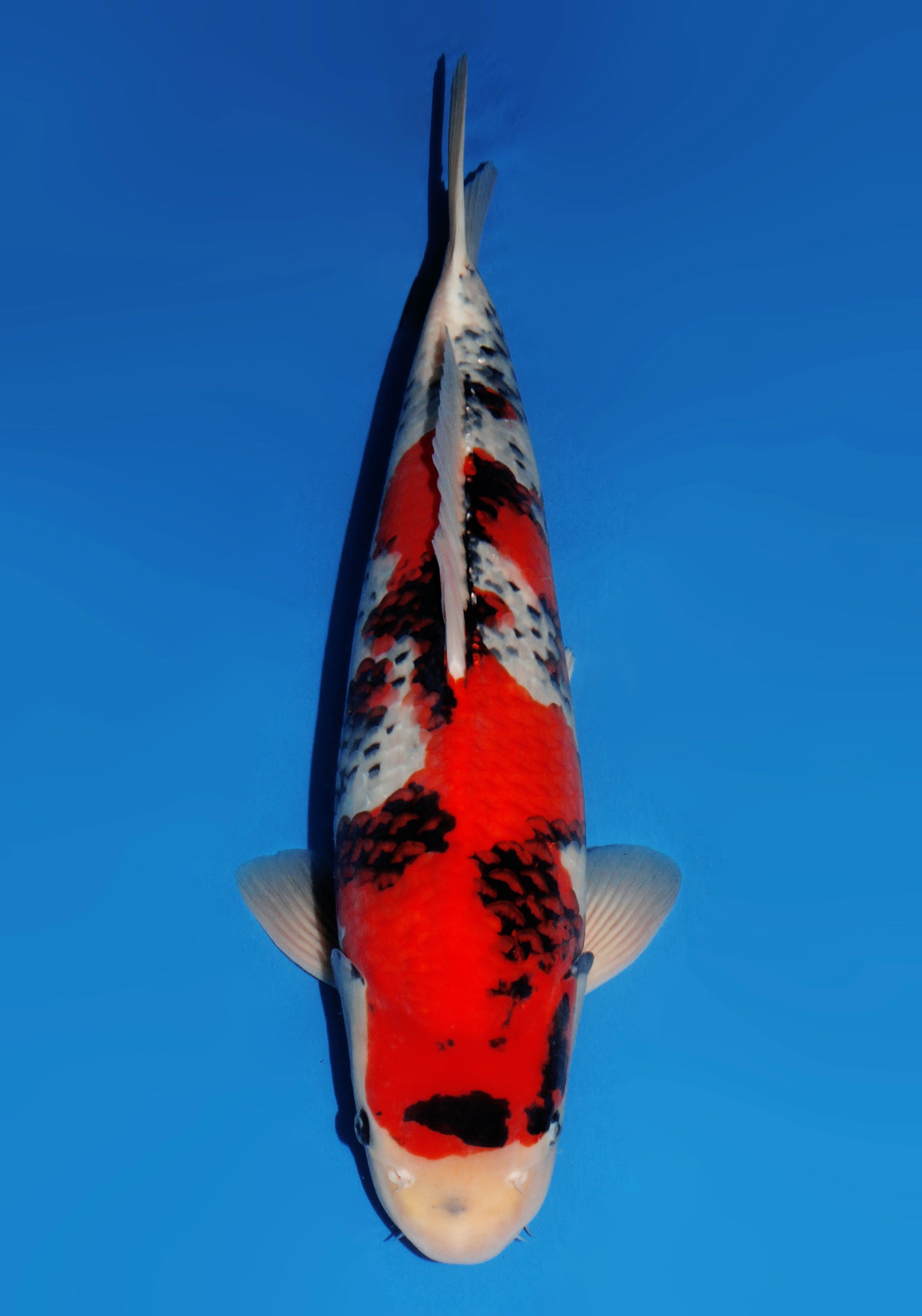Japanse koi Dainichi Showa Gosai 56 cm Male
