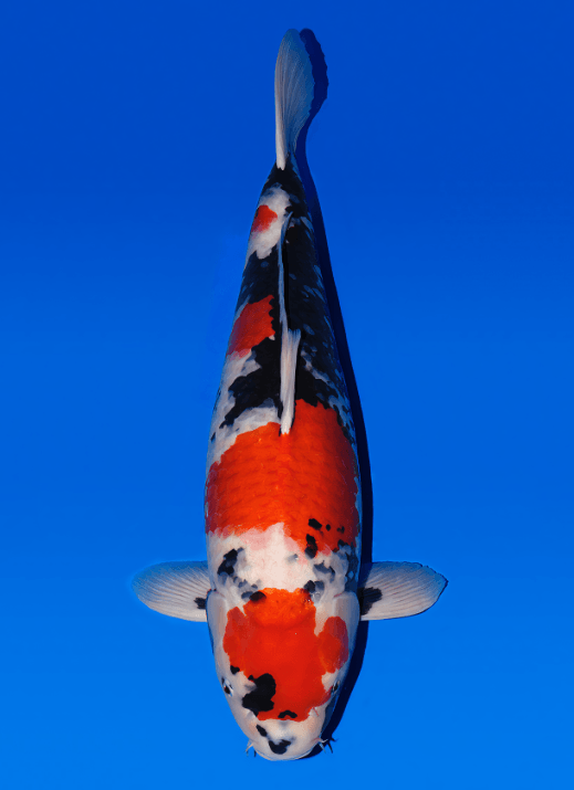Japanse koi Oishi Showa Rokusai + 70 cm Female