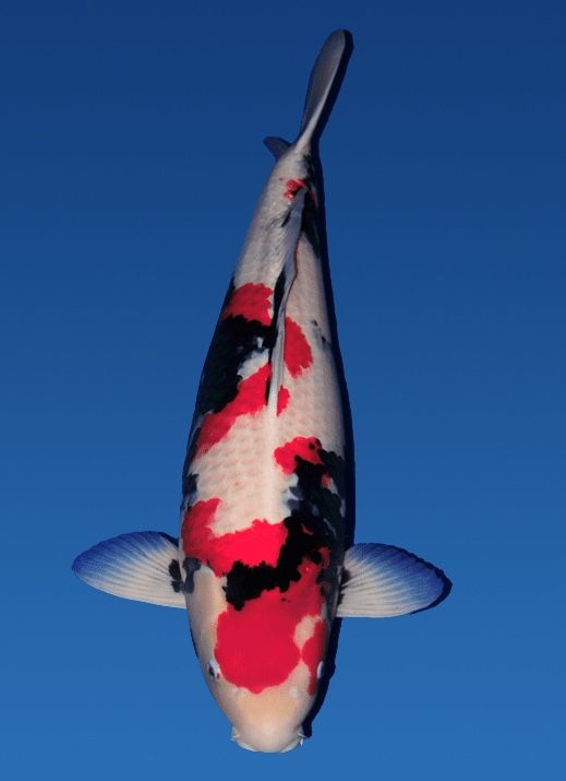 Japanse koi Isa Showa Rokusai + 75 cm Female