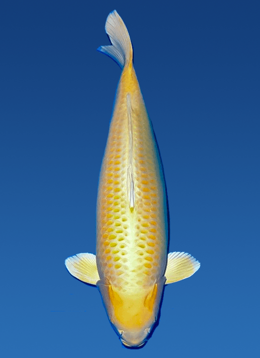 Japanse koi Izumiya Yamabuki Ogon Rokusai + 75 cm Female