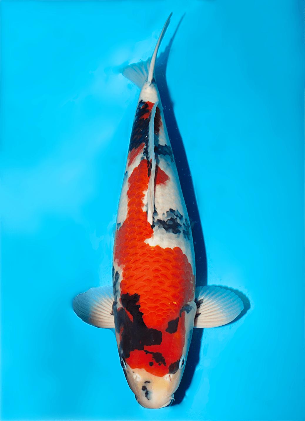 Japanse koi Isa   Showa Nisai 46cm