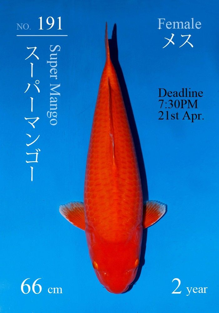 Japanse koi Sakai Fish Farm Benigoi Super Mango Rokusai + 72 cm Female