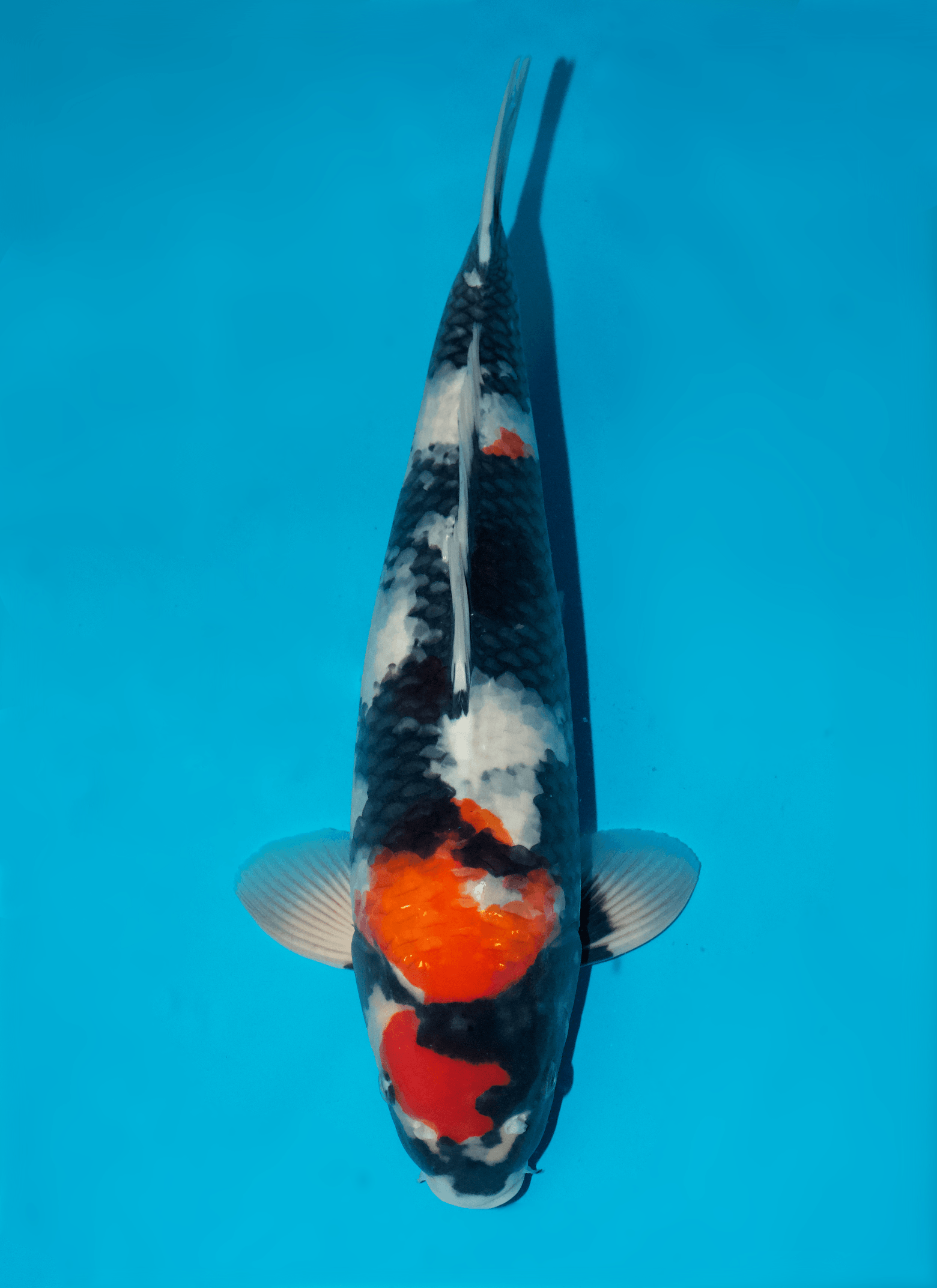Japanse koi Sakai Fish Farm Showa Sakai Gosai 49 cm Male