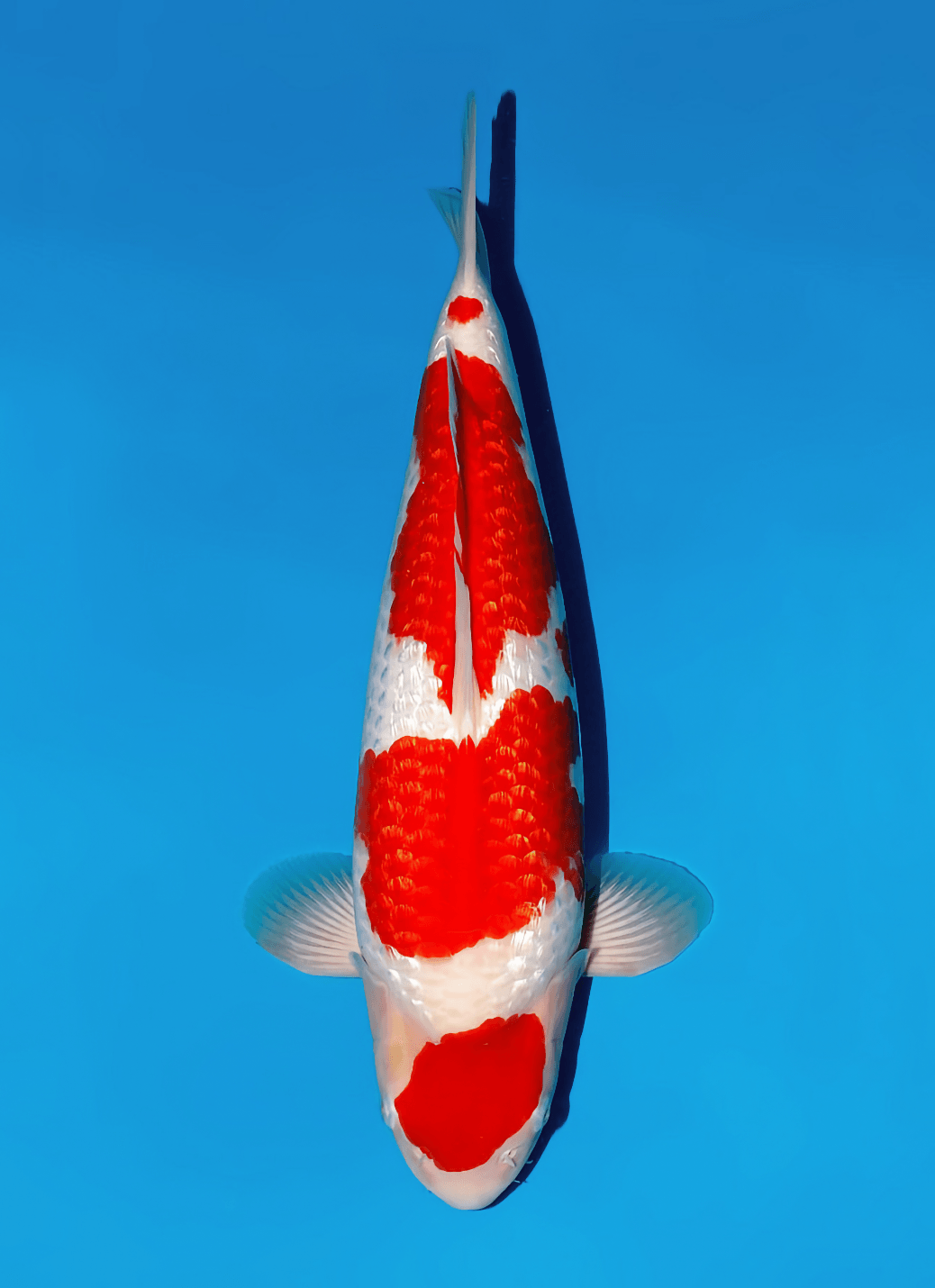 Japanse koi Momotaro Kamuy  Kohaku Tosai 51cm