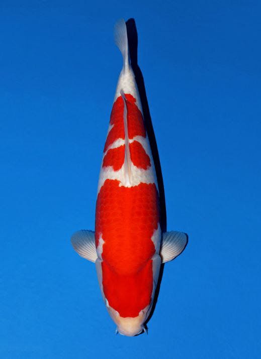Japanse koi Momotaro  Kohaku  Sansai 70cm