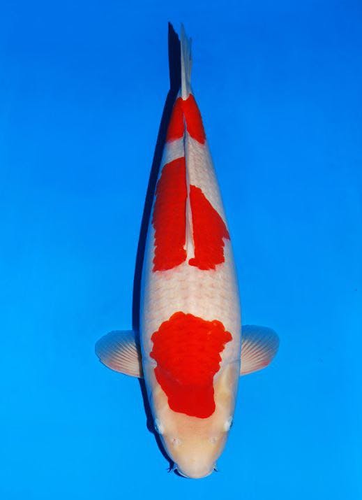 Japanse koi Sakai Fish Farm  Kohaku Garuda Sansai 68cm