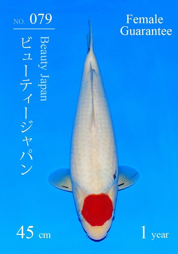 Japanse koi Sakai Fish Farm  Sanke Beauty Japan Tosai 45cm