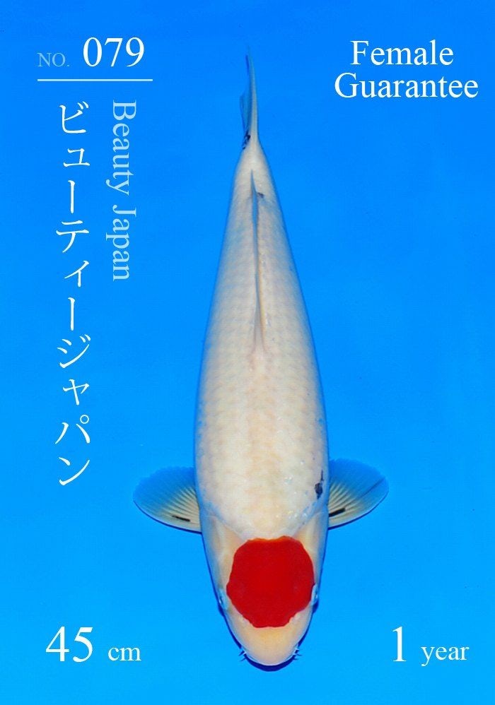 Japanse koi Sakai Fish Farm Beauty Japan  Sanke Tosai 45cm