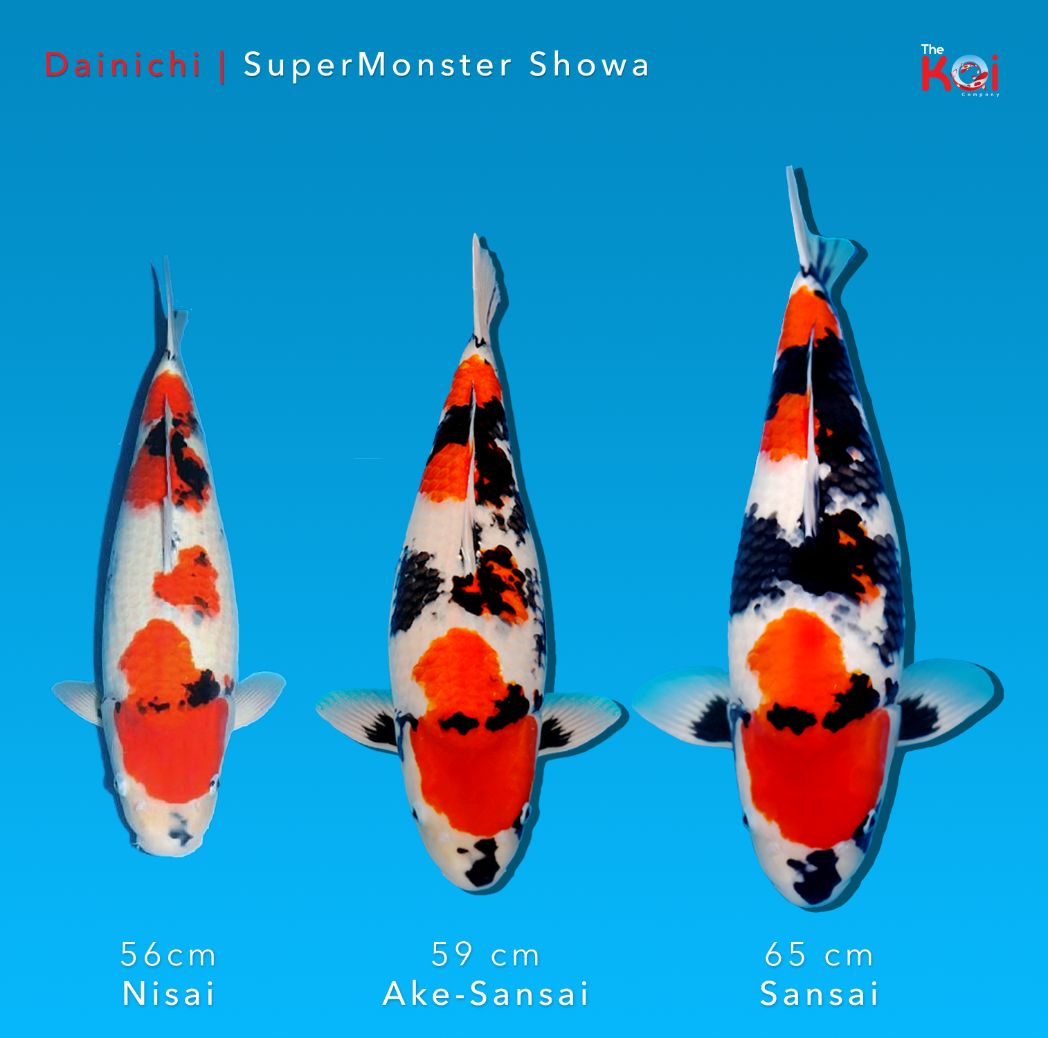 Japanse koi ontwikkeling Dainichi Showa SuperMonster
