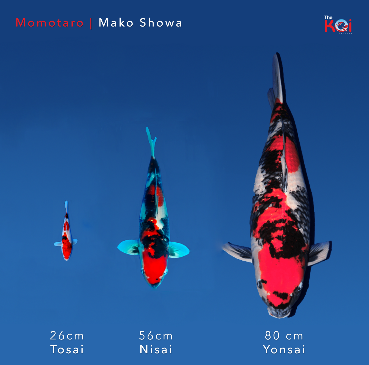 Japanse koi ontwikkeling Momotaro Showa Mako