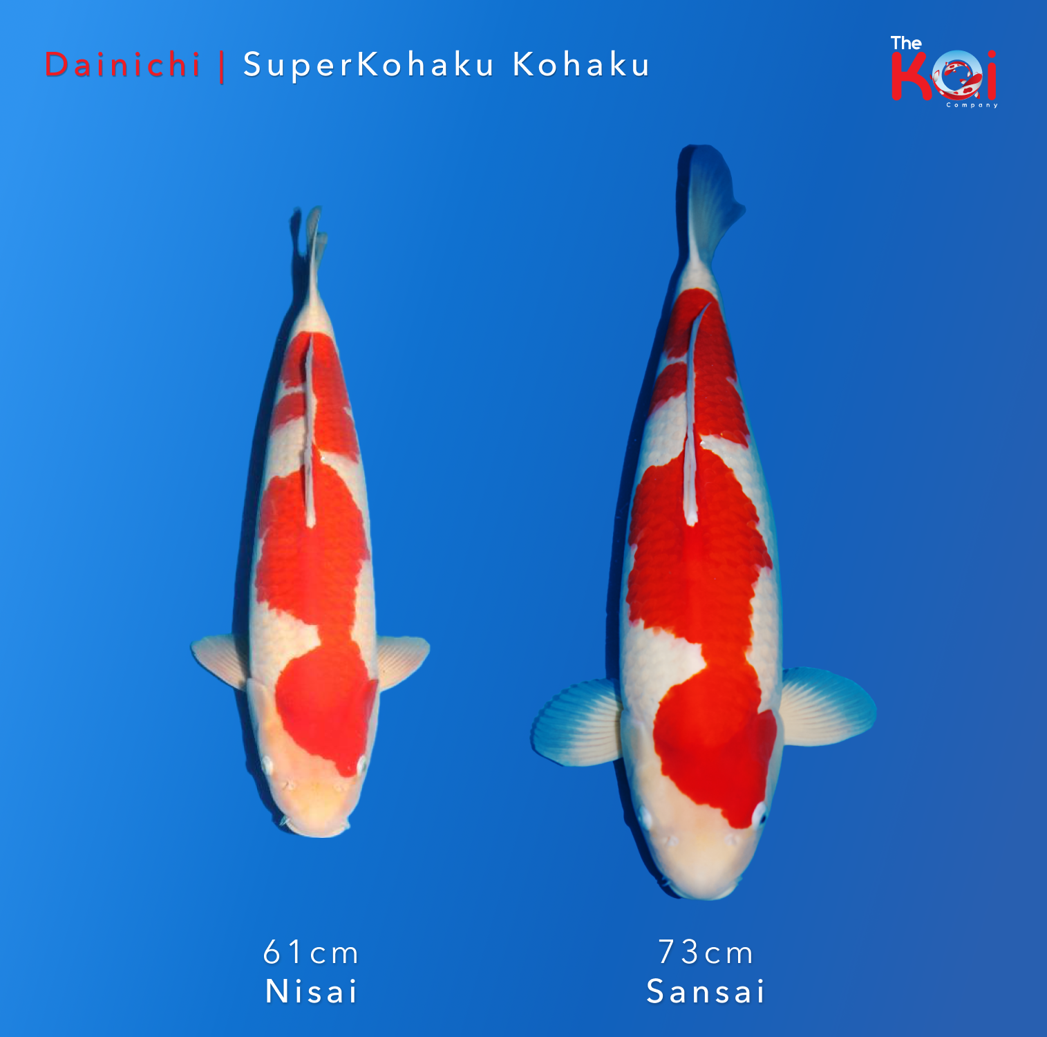 Japanse koi ontwikkeling Dainichi Kohaku SuperKohaku